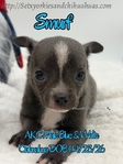 AKC Merle Longcoat & Blue Chihuahuas