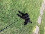 Goldendoodle puppy for sale