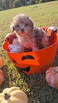 Toy Poodles