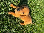Forgive puppies