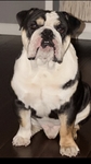 Tri-Color English Bulldog stud