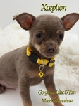 Stunning Lilac & Tan  Male Chihuahua