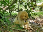 Golden/Collie Puppies