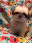 Shih tzu