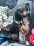 Long Haired Mini dachshund puppy