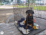 Registered female Rottweiler