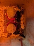 Barnyard mix baby chicks