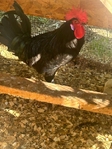 Roosters for sale
