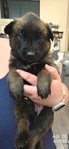 AKC REGISTERED WORKING BELGIAN MALINOIS PUPS