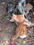 Free Kittens in Port Arthur
