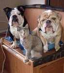 AKC English Bulldog