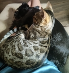 Registered Bengal kittens