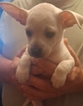 CHIHUAHUA