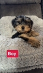 Gorgeous YorkiPoo Male Pups