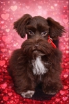 Be My Valentine! Toy/Miniature Schnauzer Female Puppy