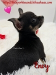 Beautiful AKC Female Black Tri Female Micro Chihuahua