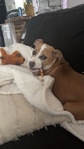 Red Nose pit bull for sale.