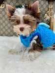 AKC Micro Male Chocolate Parti Yorkies