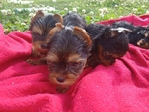 Reg. Yorkie babies