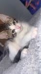 Kittens