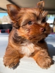 AKC Male Micro Yorkie Ready Now!