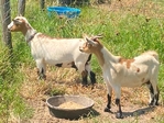 Goats