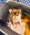 Teacup, Chihuahua puppies.