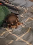 Chihuahua puppies