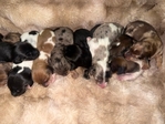 Mini Longhair Dachshunds
