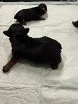 CKC Registered Purebred Yorkie Puppies