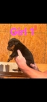 Akc Rottweiler Puppies