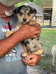 Free Puppies