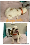 Basset hounds puppies