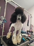 AKC Standard Poodle Female