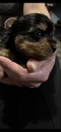 Ckc Yorkie puppies