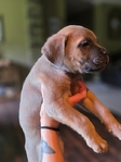 Last one! Formentino male cane corso puppy!
