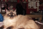 ragdoll kittens for sale