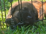 Free Belgian Malinois mix puppies