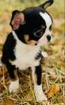 Chihuahua elite puppies / Applehead females