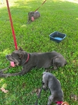 Can Corso for sale.
