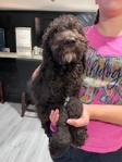 Goldendoodle Puppies - Last Two