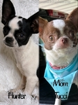 AKC Stunning Male Chihuahuas
