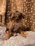 Beautiful Merle Chihuahua Puppies