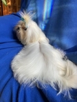 Baby-Doll Face Korean Maltese
