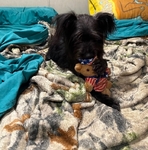Puppy needing Forever home