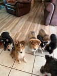 AKC Registered Shetland Sheepdog (Shelties)
