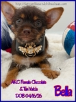 Female ChiYorkie