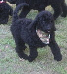 Goldendoodle Puppies