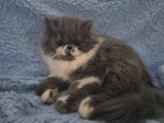 Persian Kittens