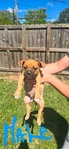 American Bully Boxer cross puppies for sale.